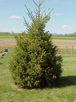 douglas fir tree picture