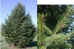 douglas fir tree picture