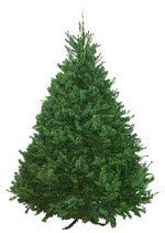 douglas fir tree picture