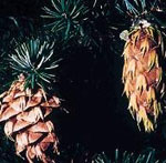 douglas fir tree picture