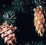 douglas fir tree picture