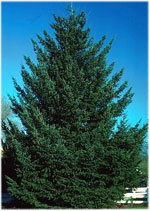 douglas fir tree picture