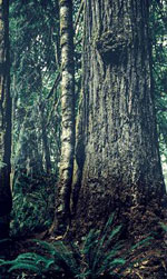 douglas fir tree picture