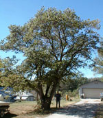redbud tree picture