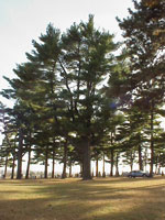 Pine Trees Picture, Large Eastern White Pine 
            Tree Photo