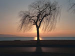ebony tree picture