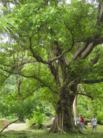ebony tree picture