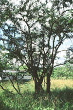 ebony tree picture