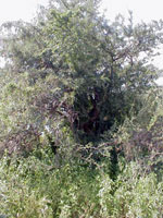 ebony tree picture
