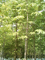 horse chestnut tree picture