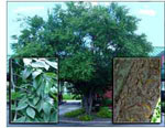elm tree picture