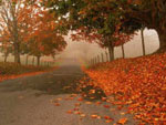 elm tree picture