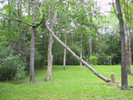 elm tree picture