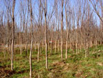 elm tree picture