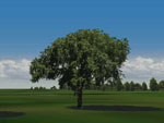 elm tree picture