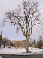 elm tree picture