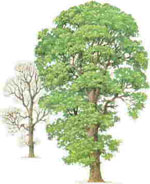 elm tree picture