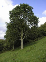 ash tree picture