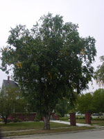birch tree picture