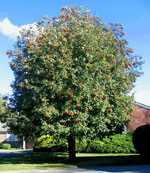 mountain ash tree picture