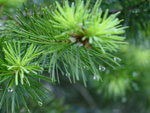 fir tree picture