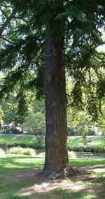 fir tree picture