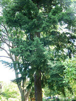 fir tree picture