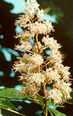 horse chestnut tree flower picture