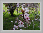 plum tree picture