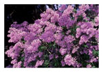 lilac tree picture