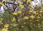 sassafras tree picture