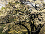 dogwood tree picture
