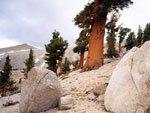 Pine Tree Picture, Large Mountian Pine 
            Trees Photo