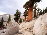 pine tree picture