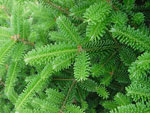 fir tree picture