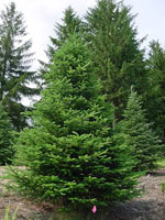 fir tree picture