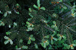 fir tree picture