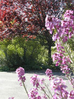 plum tree picture
