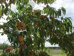 peach tree photo
