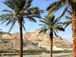 palm tree picture