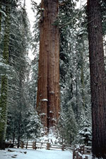 sequoia tree picture