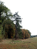 fir tree picture