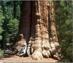 sequoia tree picture
