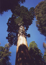 sequoia tree picture