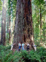redwood tree picture