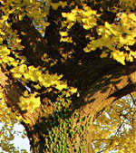 ginkgo biloba tree picture