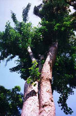 ginkgo biloba tree picture