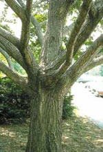 ginkgo biloba tree picture