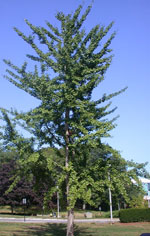ginkgo biloba tree picture