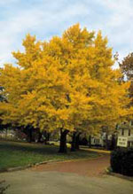 ginkgo biloba tree picture